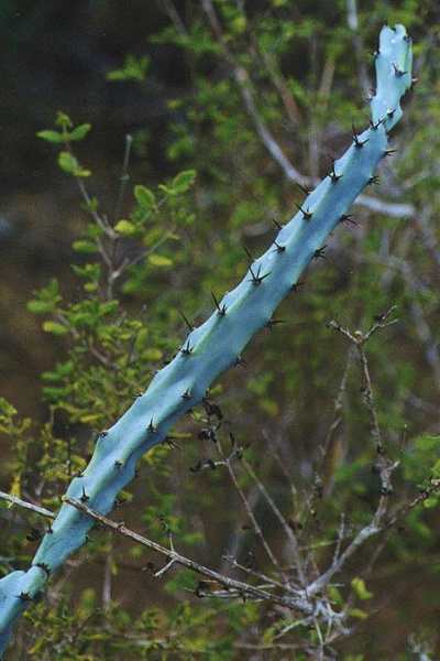 Файл:Cereus albicaulis.jpg