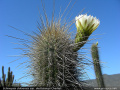 Echinopsis chiloensis ssp. skottsbergii 3.jpg