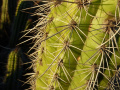 Echinopsis quadratiumbonata 2.JPG