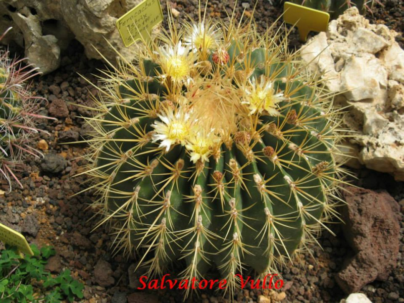 Файл:Ferocactus histrix 7.jpg