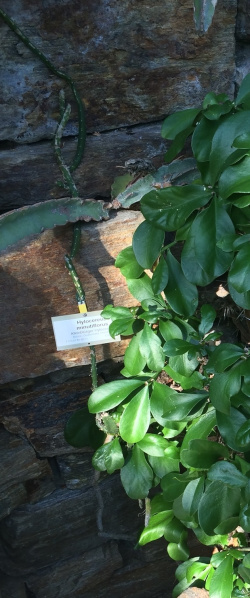 Файл:Hylocereus minutiflorus 1.jpeg