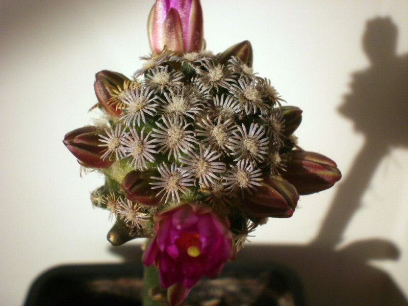 Файл:Mammillaria hernandezii 1.jpg