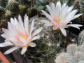 Mammillaria zephyranthoides 939.jpg