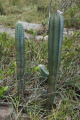 Pilosocereus pachycladus