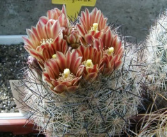 Sclerocactus unguispinus.jpg