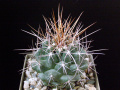 Thelocactus tulensis var. tulensis MG 1279.11