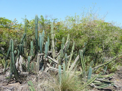 Cereus lanosus.JPG