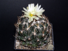 Coryphantha pseudonickelsiae.JPG