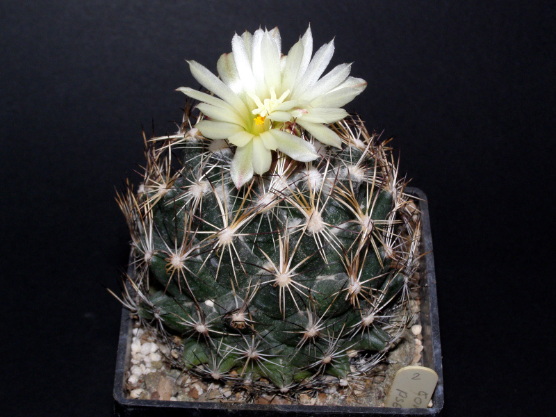 Файл:Coryphantha pseudonickelsiae.JPG