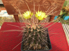 Ferocactus hamatacanthus ssp. hamatacanthus.jpg