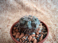 Gymnocalycium gibbosum ssp. gibbosum 2.jpg