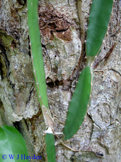 Hylocereus sp 05h.JPG