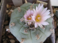 Lophophora fricii 1.jpg