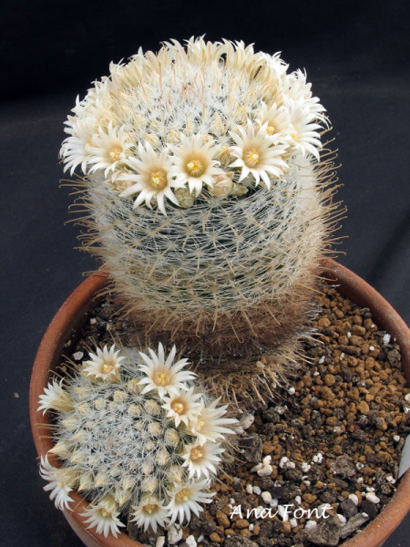Файл:Mammillaria mercadensis w6.jpg