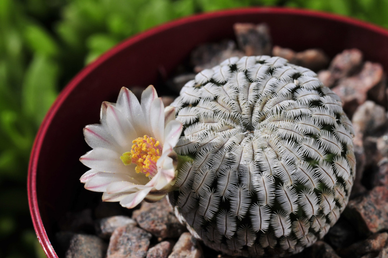 Файл:Mammillaria pectinifera ssp. pectinifera.jpg
