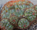 Matucana aureiflora 02.jpg