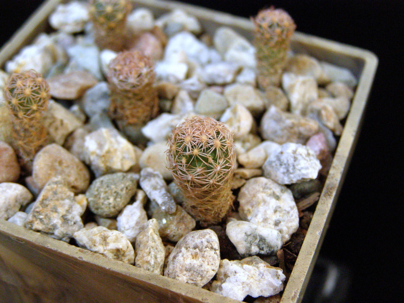 Файл:Sclerocactus intertextus 5.JPG