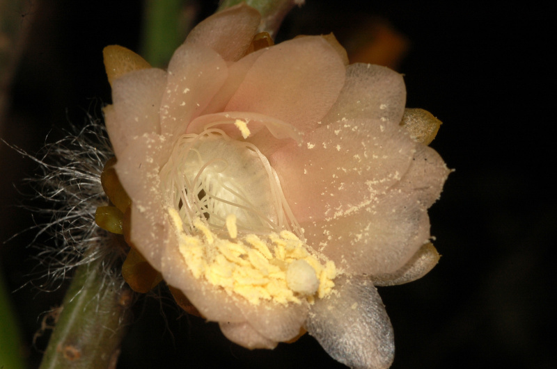 Файл:Weberocereus trichophorus 1.jpg