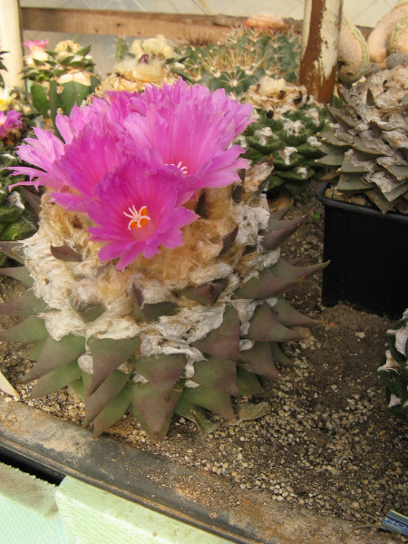 Файл:Ariocarpus retusus var. confusus.jpg