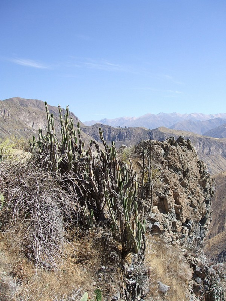 Файл:Armatocereus matucanensis 3.JPG