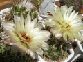 Coryphantha clavata ssp. clavata 2.jpg