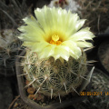 Coryphantha echinus 2.jpg
