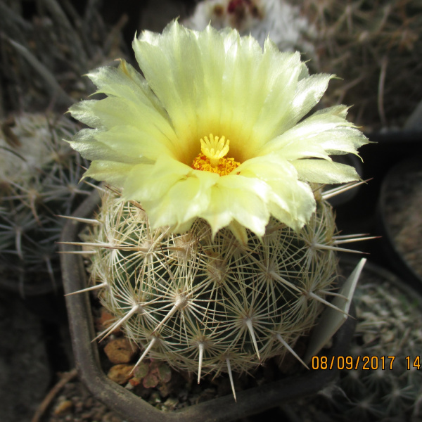Файл:Coryphantha echinus 2.jpg