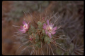 Cylindropuntia cholla 0018.jpeg