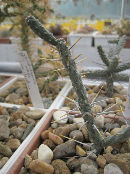 Файл:Cylindropuntia ramosissima 2.jpg