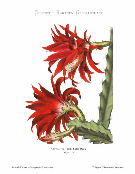 Файл:Disocactus schrankii BK.jpg