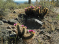 Echinocereus engelmannii