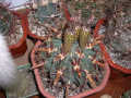 Ferocactus latispinus ssp. latispinus 3.jpg