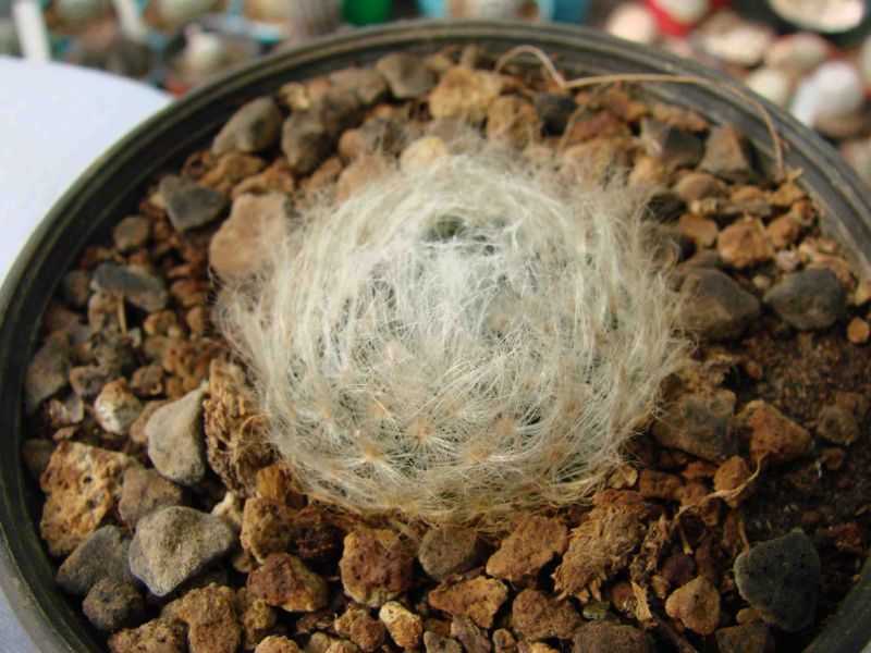 Файл:Mammillaria aureilanata f. alba b.jpg