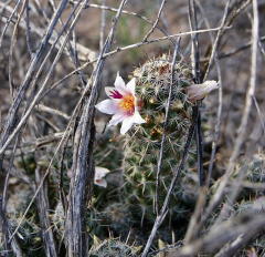 Mammillaria thornberi 3h.jpg
