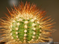 Melocactus harlowii 24199.jpg