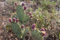 Opuntia littoralis (Fruit) h.jpg