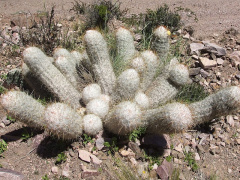 Oreocereus trollii 63.JPG