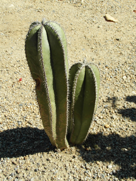 Файл:Pachycereus marginatus 53.JPG