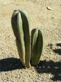 Pachycereus marginatus 53.JPG