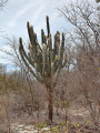 Pilosocereus pachycladus ssp. pachycladus