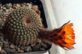 Reicheocactus famatinensis 75.JPG