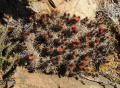 Austrocactus longicarpus
