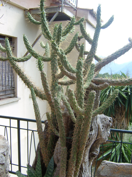 Файл:Austrocylindropuntia cylindrica 2008 PD 1.JPG