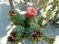 Austrocylindropuntia subulata 23.JPG