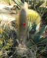 Cleistocactus hyalacanthus 27.JPG