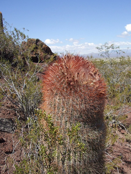 Файл:Denmoza rhodacantha 2161.JPG