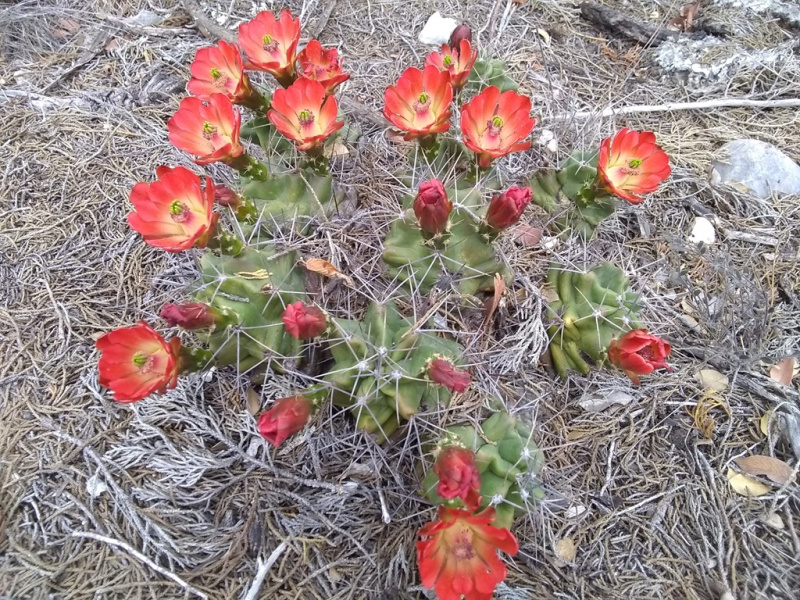 Файл:Echinocereus coccineus ssp. paucispinus 2h.jpg