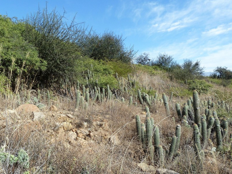 Файл:Echinopsis caulescens 2.JPG
