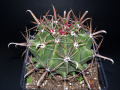 Ferocactus peninsulae 2.JPG