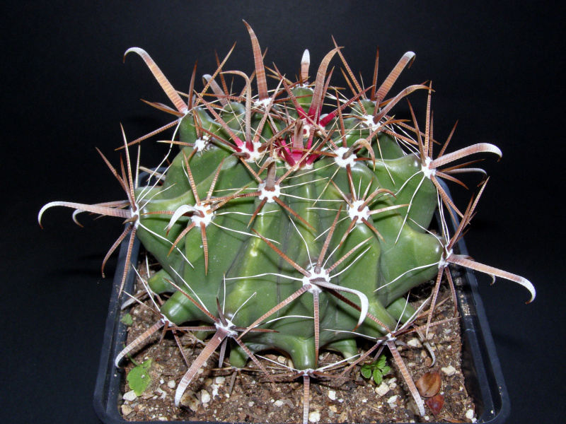 Файл:Ferocactus peninsulae 2.JPG